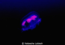 sweet jellyfish by Natascha Lobisch 